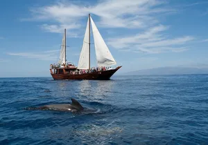 Whale Safari to Los Gigantes with pickup from North