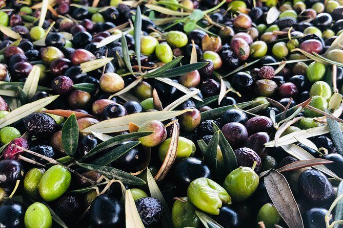 Olive Oil Tour and Tasting in Málaga