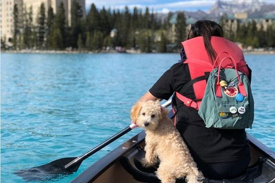 Banff Day Trip in Lake Louise Natural Bridge and Takakkaw Falls