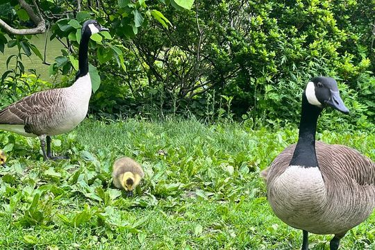 Central Park Guided Walking Tour with Iconic Sights and History