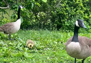 Central Park Guided Walking Tour with Iconic Sights and History