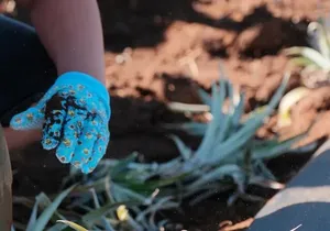 Maui Pineapple Planting Experience