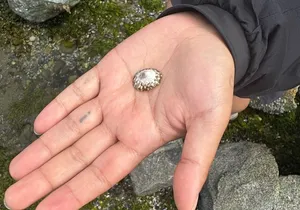 Stanley Park Indigenous Walking Tour Salish Sea and Me