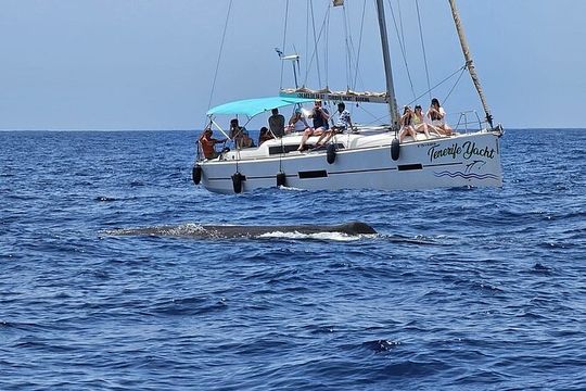 3-hour whale watching on a luxury sailboat in Costa Adeje