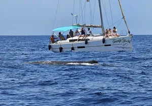 3-hour whale watching on a luxury sailboat in Costa Adeje