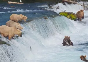 Brooks Falls Bear Viewing