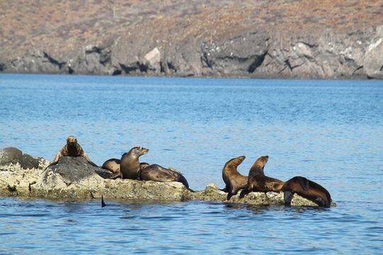 Balandra Beach and Sea Lion Colony Snorkel from Los Cabos