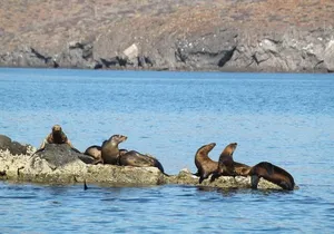 Balandra Beach and Sea Lion Colony Snorkel from Los Cabos