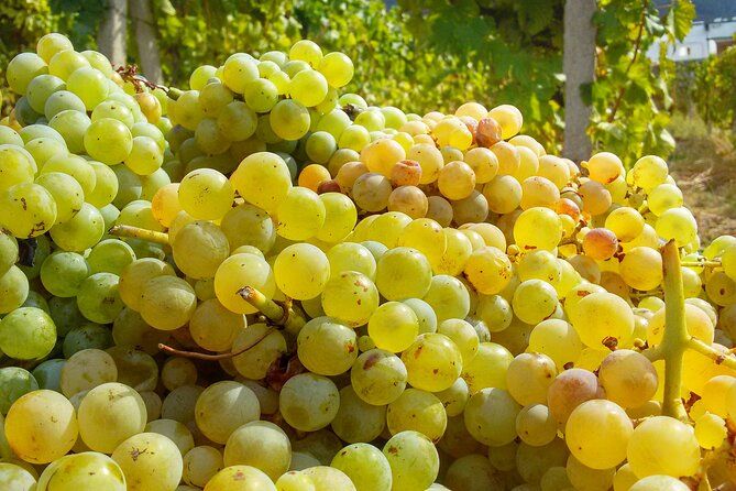 Malvasia Experience: Aeolian Wine Tasting in Salina