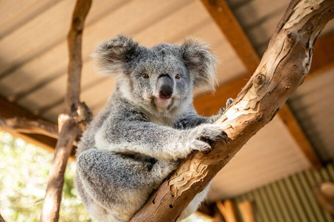 Blue Mountains Tour - Deluxe Small Group (15ppl) Half OR Full Day