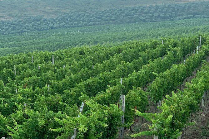Zvernec Monastery, Apollonia and Wine Tasting From Vlora