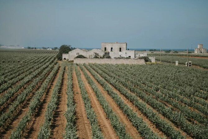 Brindisi Wine Experience : Wine Tasting and Winery Visit