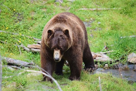 Fortress of the Bear & Totems Historical Tour