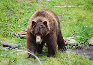Fortress of the Bear & Totems Historical Tour