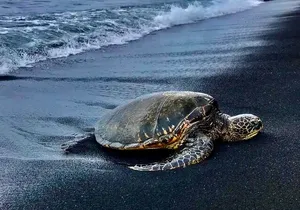 Punalu’u Black Sand Beach Tour - Volcanoes National Park & Hilo