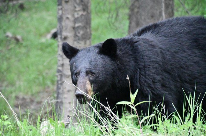 Banff Highlights and Wildlife Small Group Tour with Gondola