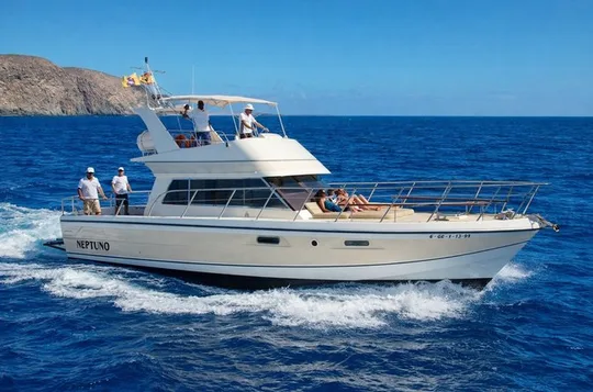 Discover whales in Tenerife: yacht tour with bath and lunch