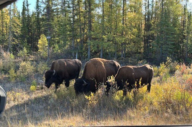 Bison Highway Wildlife Tour