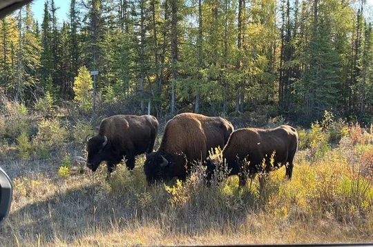 Bison and North Arm Scenic Highway Bus Tour