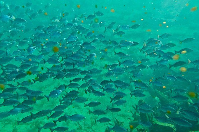 Fort Lauderdale: Combo Deal Snorkel Reefs, Kayak/SUP Mangroves