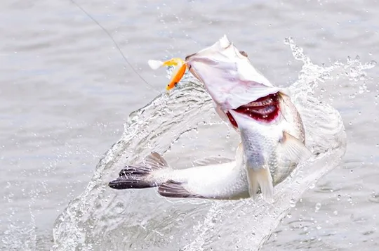 Hooked On Barra - Land Based Barramundi Fishing