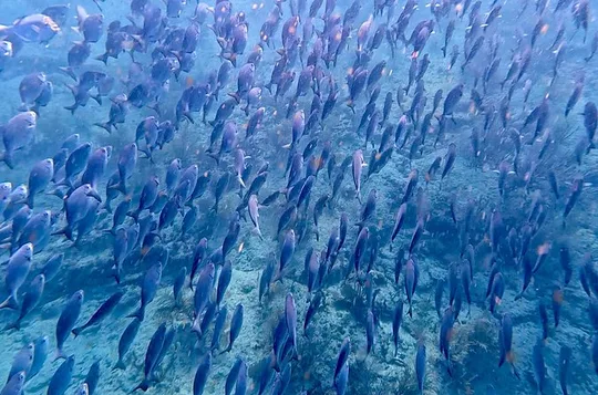 Fort Lauderdale: Combo Deal Snorkel Reefs, Kayak/SUP Mangroves