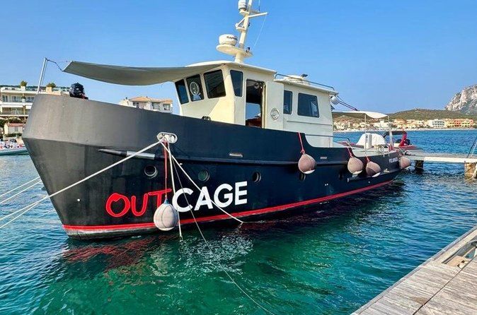Golfo Aranci Boat Tour with Dolphin and Whale Watching