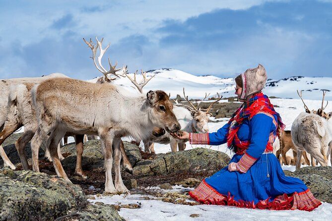 Reindeer Safari And Lavvu dinner