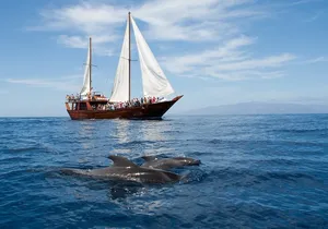 Whale Safari with Food and Bath in Los Gigantes by Tenerife