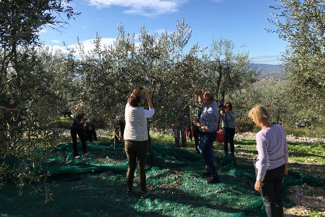 Visit olive groves and oil mill with oil tasting in Trevi in Umbria