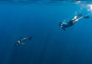 Private Ocean Seafari Swim with Wildlife in SJC