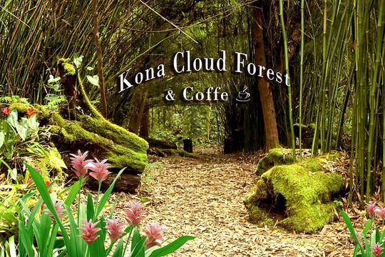 Kona Shore Excursion: Kona Cloud Forest , Coffee & Sea Turtles