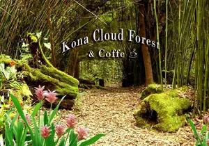 Kona Shore Excursion: Kona Cloud Forest , Coffee & Sea Turtles