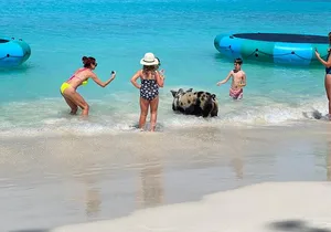 Best of Nassau - Swimming Pigs, Turtles, Snorkeling & More