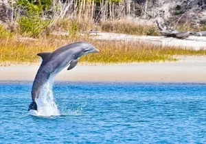 Dolphin and Nature Boat Excursion