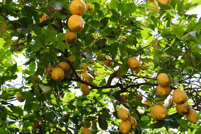 Discover Sorrento through lemons and olive trees