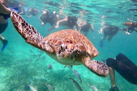 Turtle Swim, Lunch and Underground Cenote Private Tour