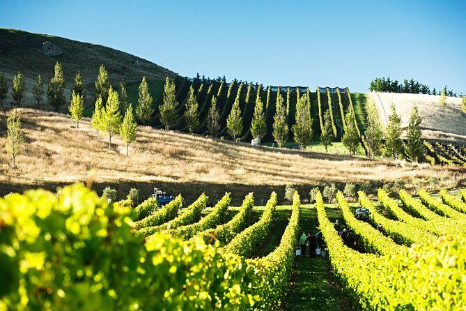 Lyttelton Shore Excursion: Waipara Valley Wine Tour with Lunch