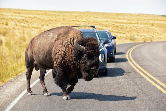 Antelope Island Wildlife Expedition Great Salt Lake Adventure