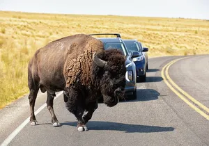 Antelope Island Wildlife Expedition Great Salt Lake Adventure