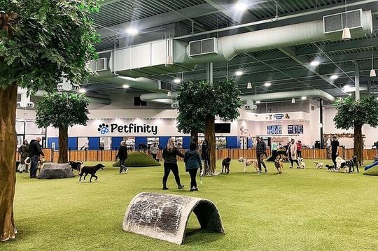 Petfinity Indoor Dog Park in Calgary