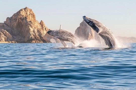 Whale Watching Tour with Arch and Beach in Cabo San Lucas