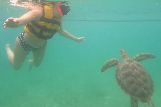 Turtle Snorkeling in Akumal