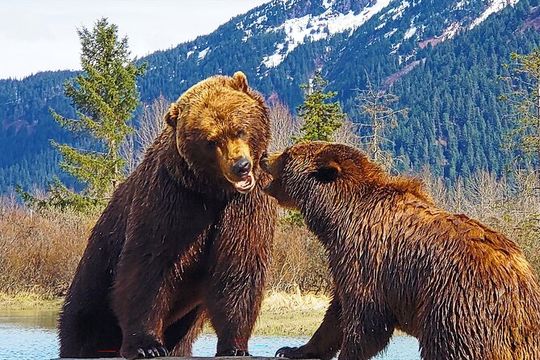 Sunset Wilderness Wildlife and Glacier Experience