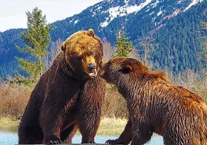 Sunset Wilderness Wildlife and Glacier Experience