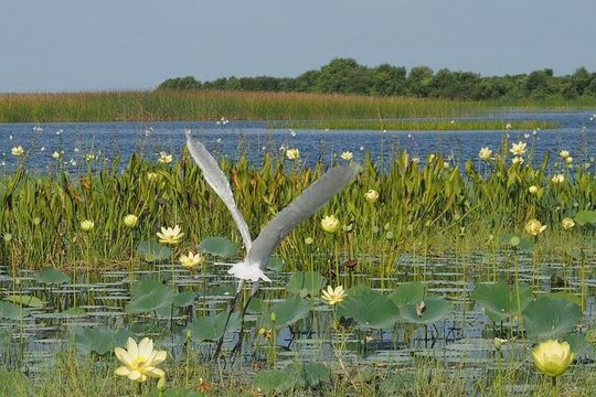 90 Minute Airboat Tour in the Florida Everglades