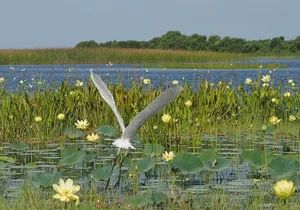90 Minute Airboat Tour in the Florida Everglades
