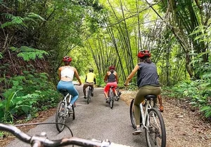 Blue Mountain Bicycle Tour Experience