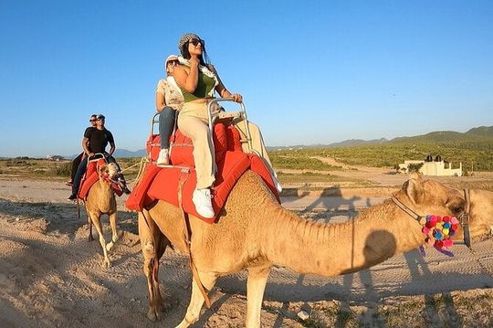 Camel Ride Adventure Cabo San Lucas