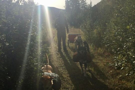 Husky Hike and Forest Adventure